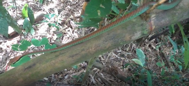 beautiful bronzeback tree snake